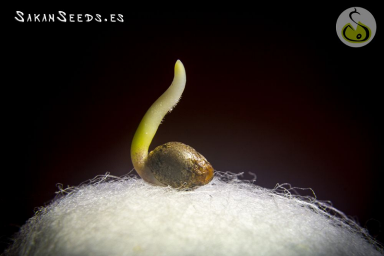 Sakan-Seeds-Bank1 Sakan-Seeds-Bank1