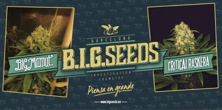 big-seeds-cogolllllos