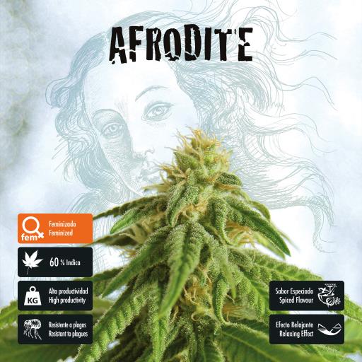 facebook-variedad-afrodite facebook-variedad-afrodite