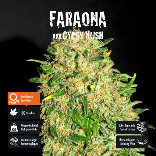 facebook-variedad-faraona facebook-variedad-faraona