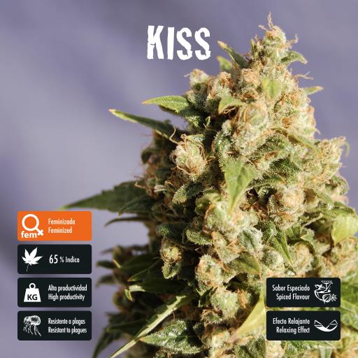 facebook-variedad-kiss facebook-variedad-kiss