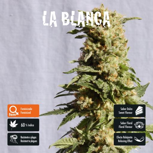 facebook-variedad-la-blanca facebook-variedad-la-blanca