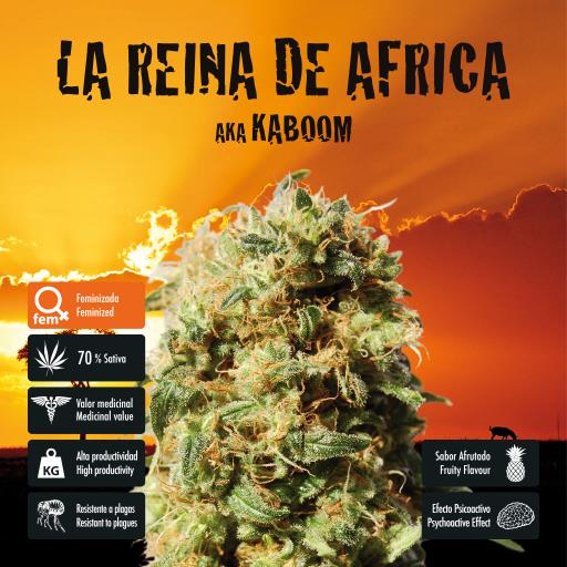 facebook-variedad-la-reina-de-africa facebook-variedad-la-reina-de-africa