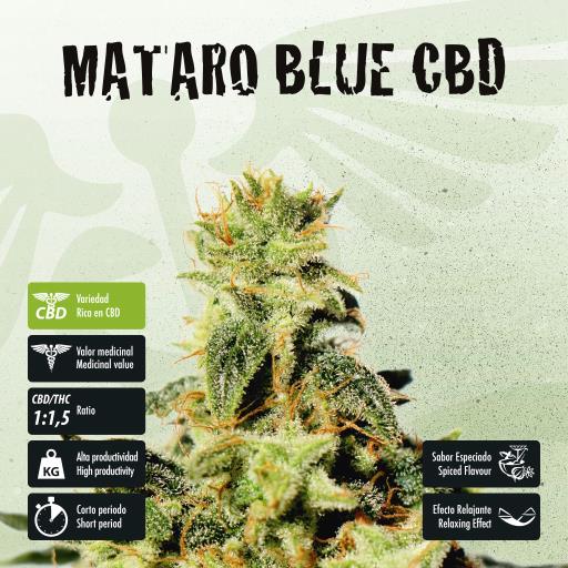 facebook-variedad-mataro-blue-cbd facebook-variedad-mataro-blue-cbd