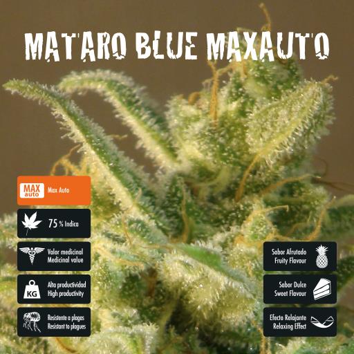 facebook-variedad-mataro-blue-max facebook-variedad-mataro-blue-max