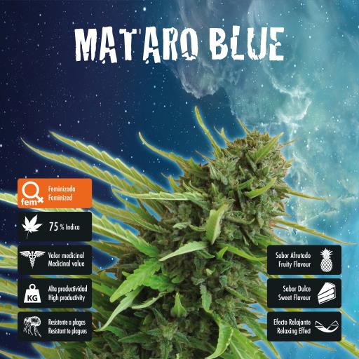 facebook-variedad-mataro-blue facebook-variedad-mataro-blue