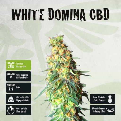 facebook-variedad-white-domina-cbd facebook-variedad-white-domina-cbd
