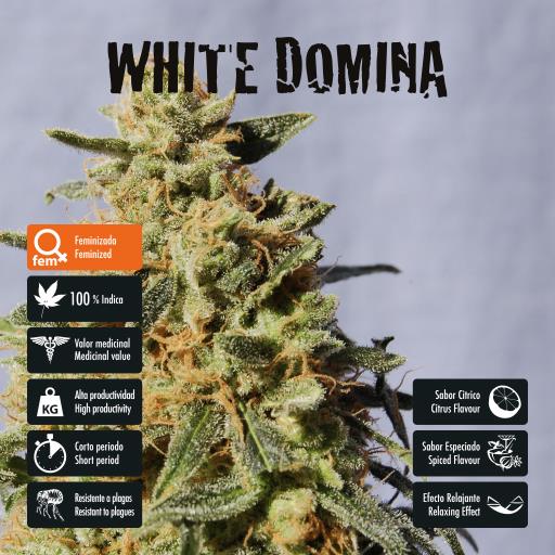 facebook-variedad-white-domina facebook-variedad-white-domina