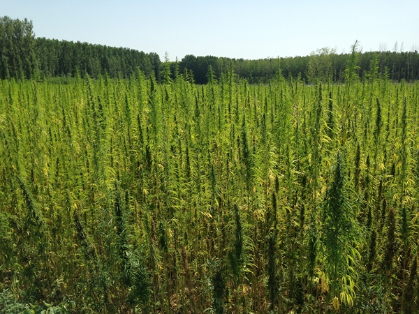 DEPR1MERA-001 DEPR1MERA-001