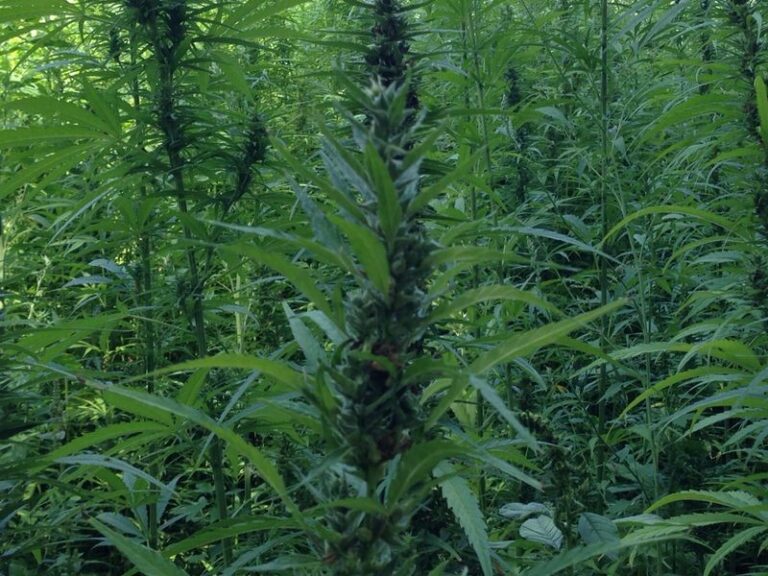 DEPR1MERA-002 DEPR1MERA-002