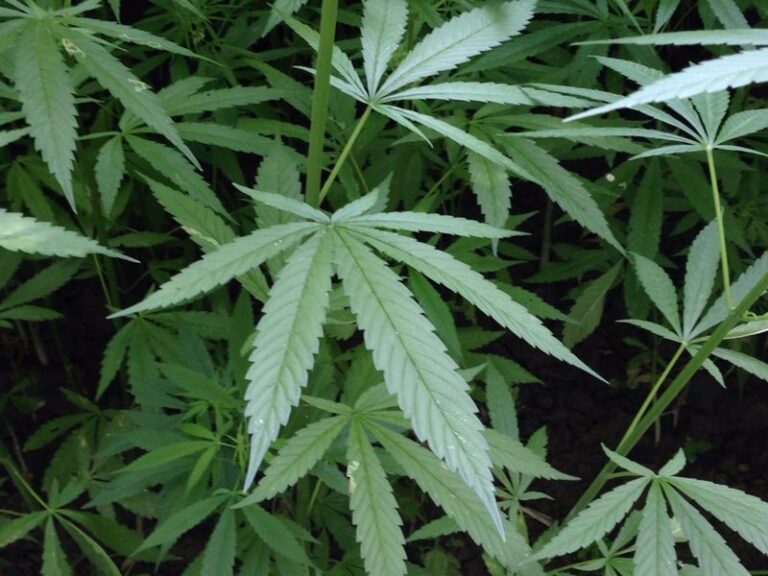 DEPR1MERA-003 DEPR1MERA-003