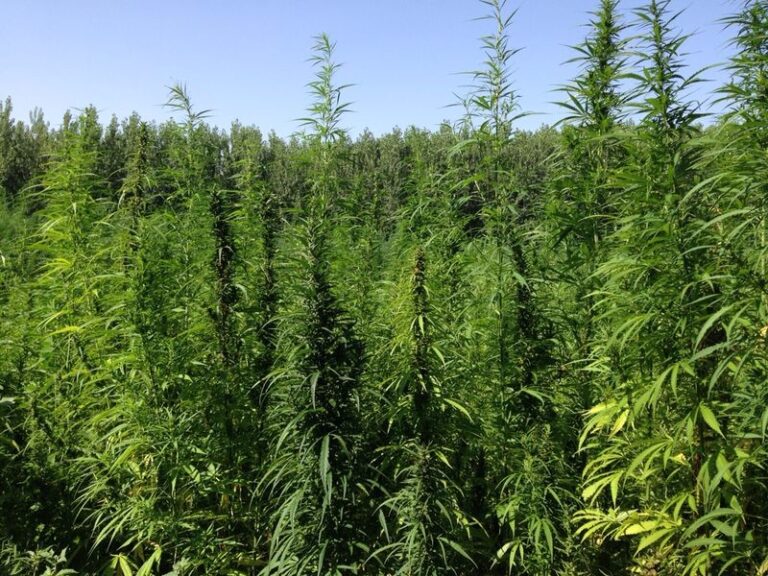 DEPR1MERA-004 DEPR1MERA-004