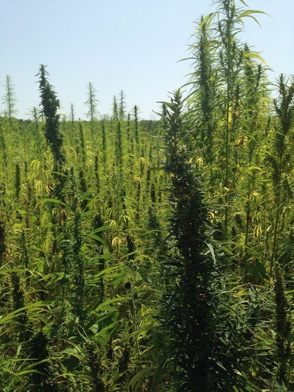 DEPR1MERA-005 DEPR1MERA-005