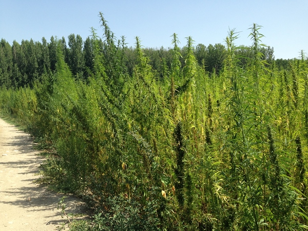 DEPR1MERA-006 DEPR1MERA-006