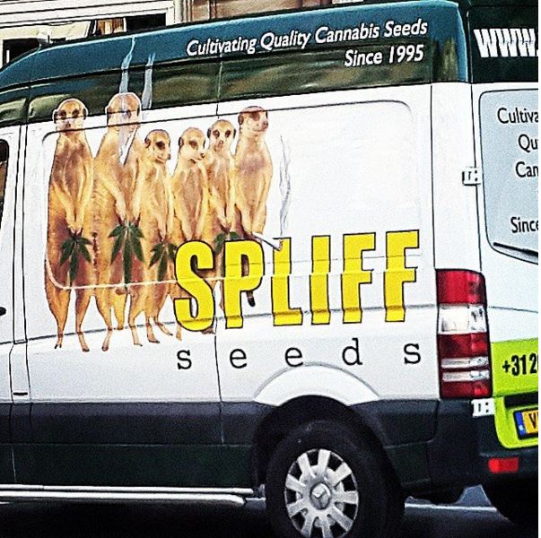 Spliff-Seeds-04 Spliff-Seeds-04