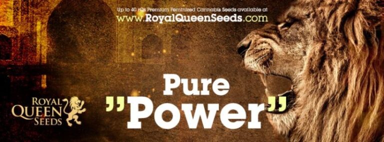 royalqueenseeds01