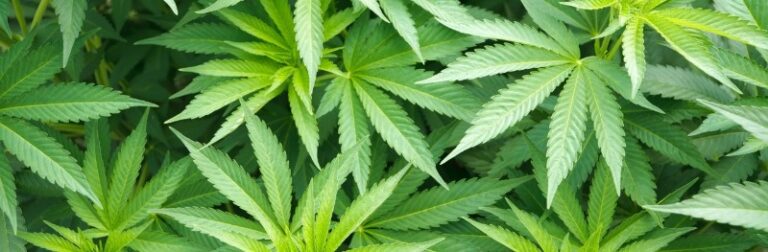 marijuana-background-1280x420