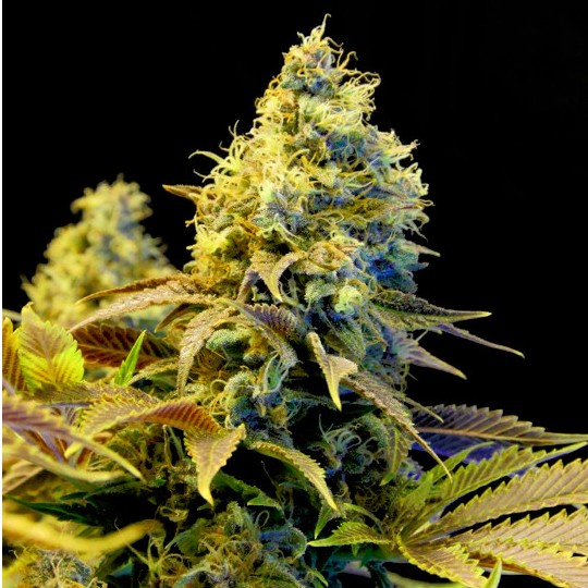northern-lights-xtrm-feminized_1