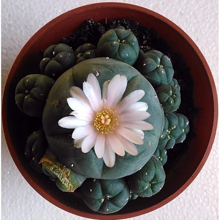 peyote-cactus-multi-head