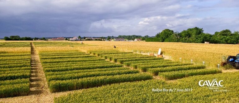 CAVAC-BIOMATERIAUX1 CAVAC-BIOMATERIAUX1