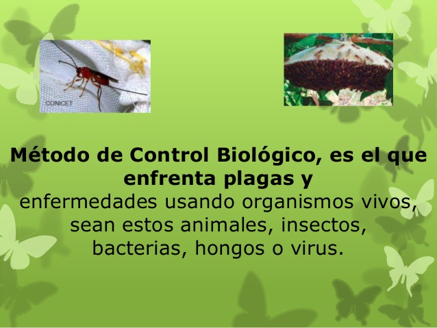 contro-de-plagas-y-enfermedades-43-638 contro-de-plagas-y-enfermedades-43-638